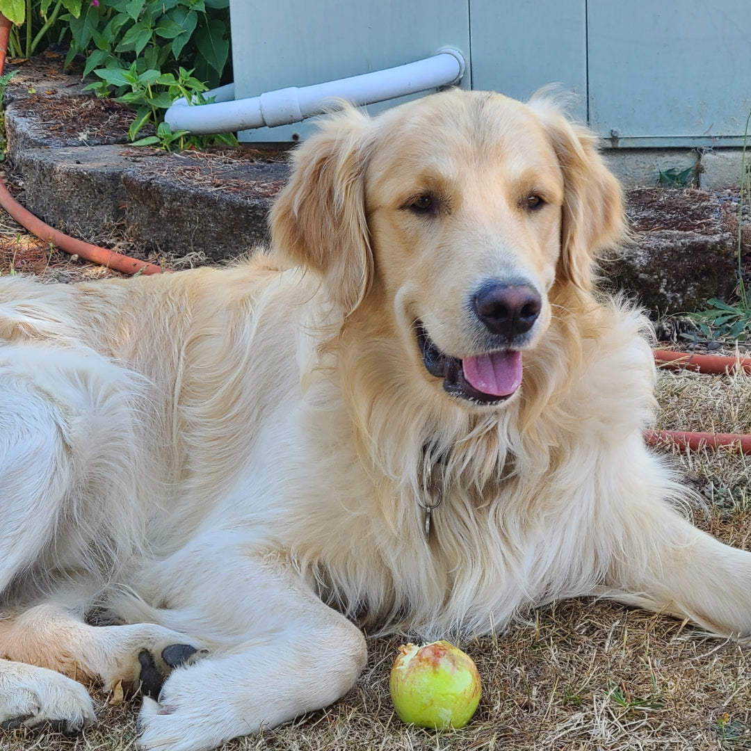 "PAWS-ITIVELY NATURAL PETS" - Natural Wellness Care for Pets