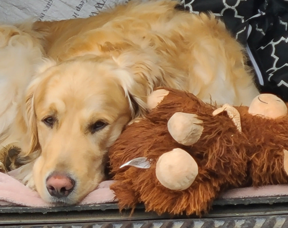 "PAWS-ITIVELY NATURAL PETS" - Proven Effective-Natural Wellness Care for Pets